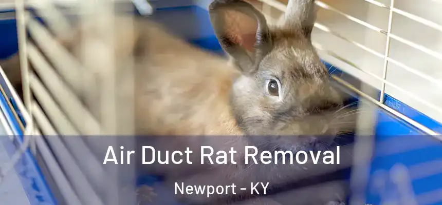  Air Duct Rat Removal Newport - KY